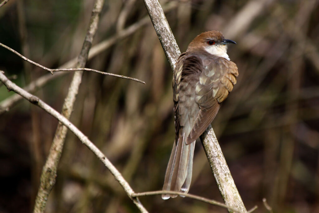 brown and white bird perched on a branch