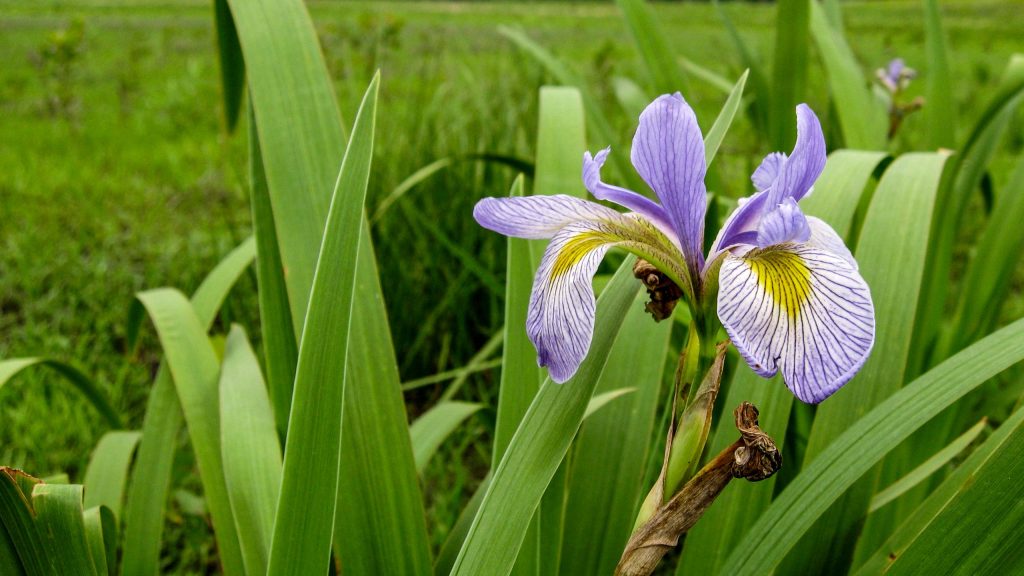 Purple and yellow iris flower among thick leaves.