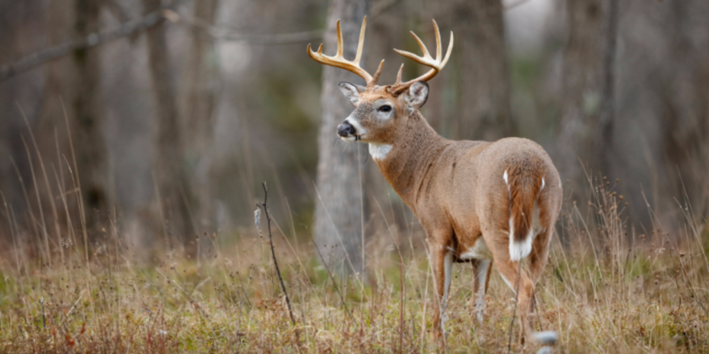 White-tailed deer with antlers.