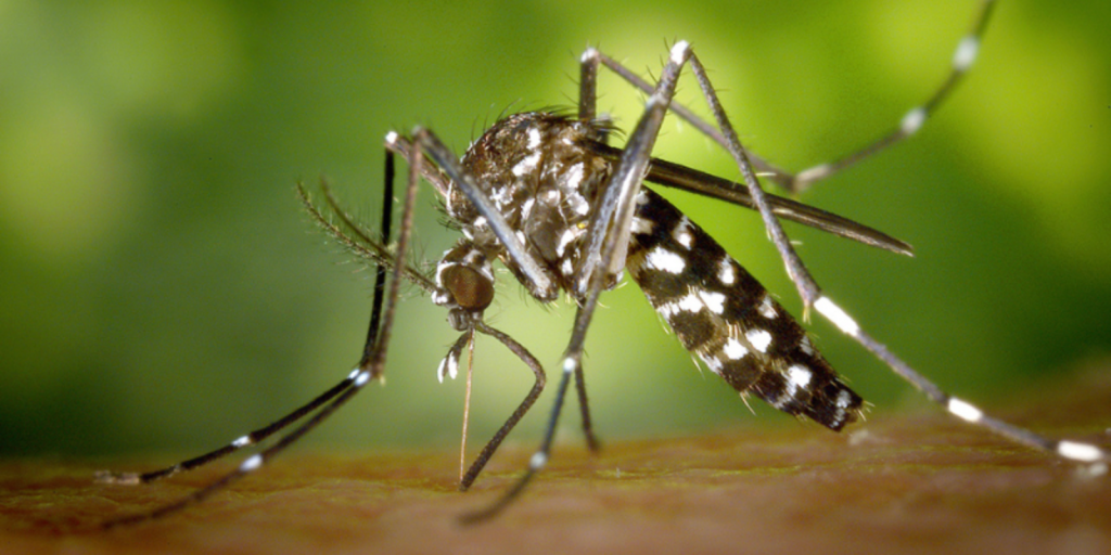 Close-up of Asian Tiger mosquito.