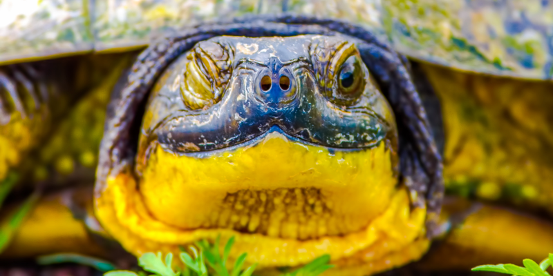 A Blanding's turtle.