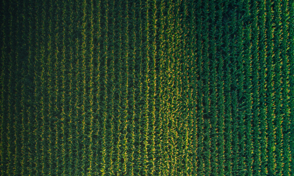 aerial of corn field rows.